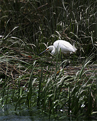snowy egret seaking though marsh grass